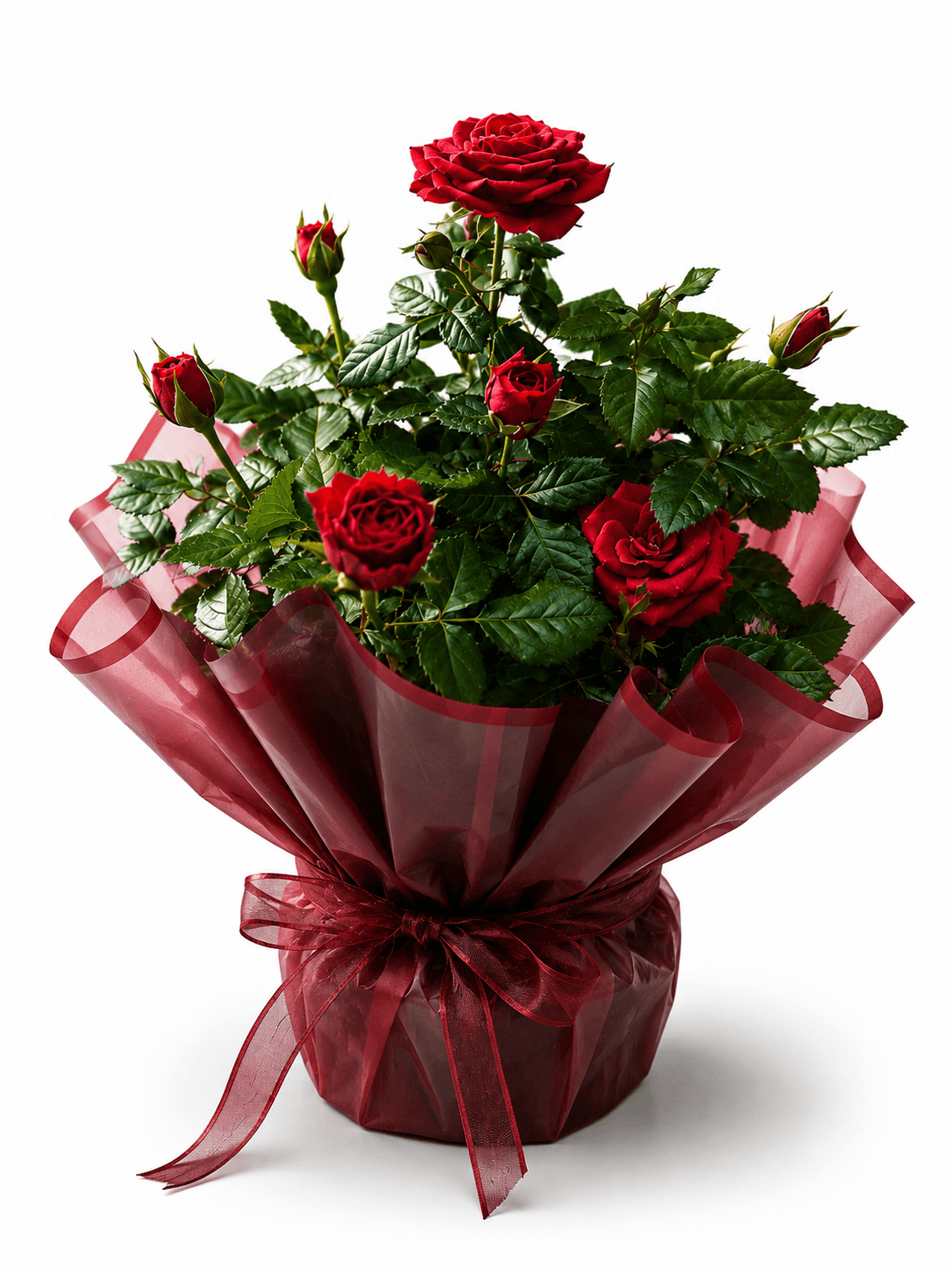 RED GARDEN KIRMIZI GÜL